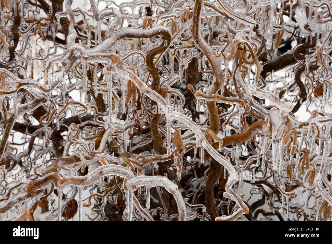 Eisige Abstraktion von einem Eissturm Beschichtung einen knorrigen Busch Stockfoto