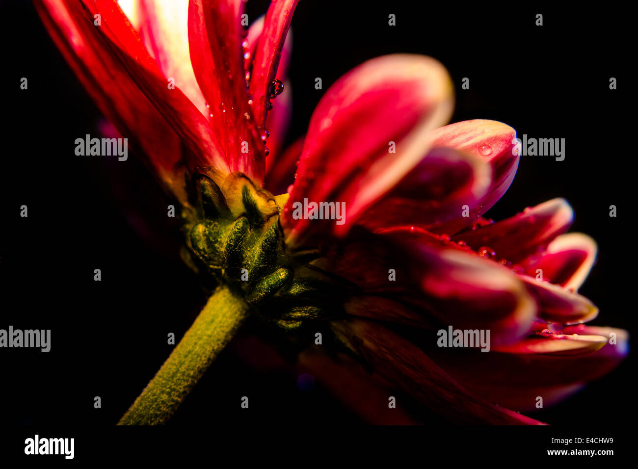 Rote Blüte mit Wassertropfen Stockfoto