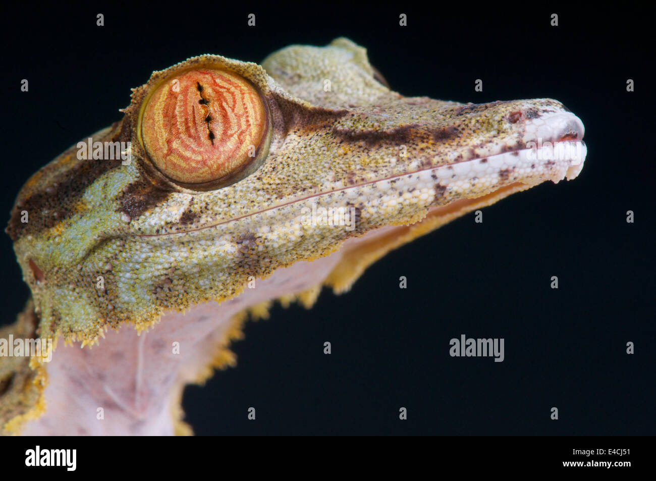Riesiges Blatt-tailed Gecko / Uroplatus Fimbriatus Stockfoto