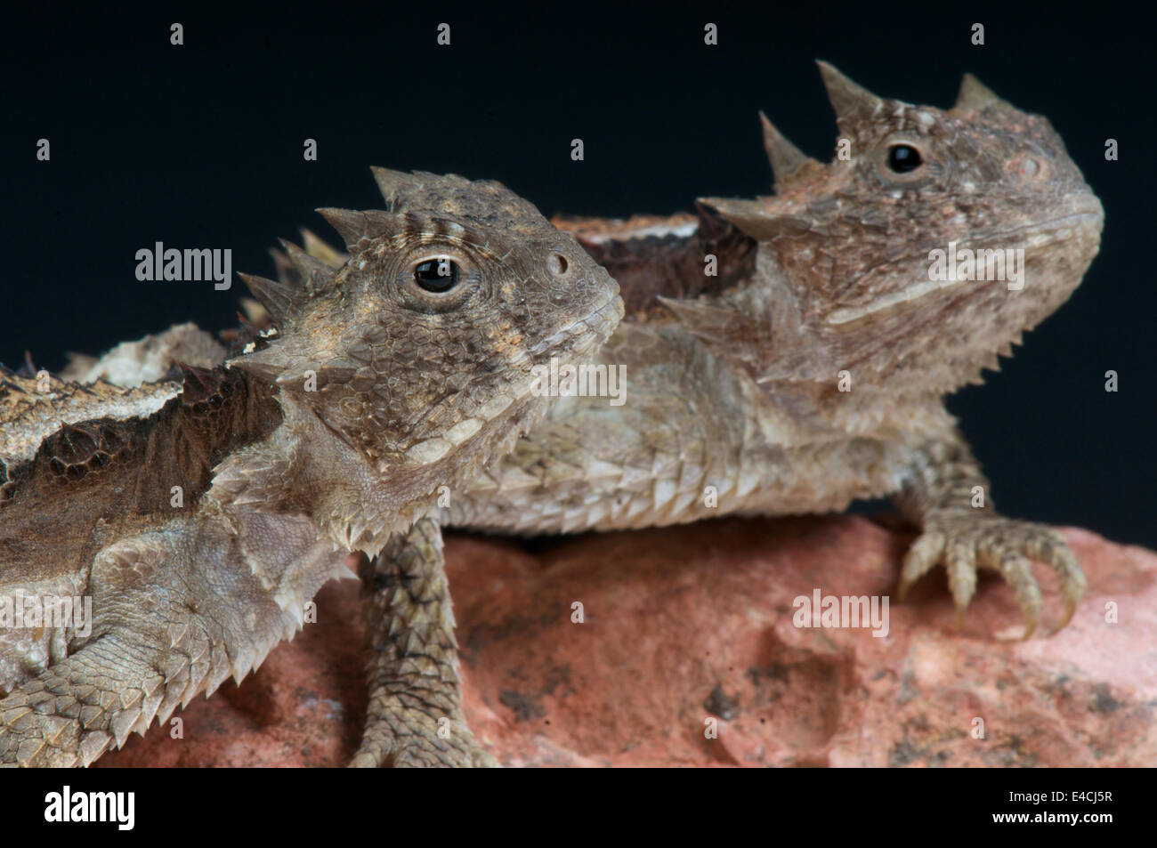 Krötenechsen / Phrynosoma Asio Stockfoto