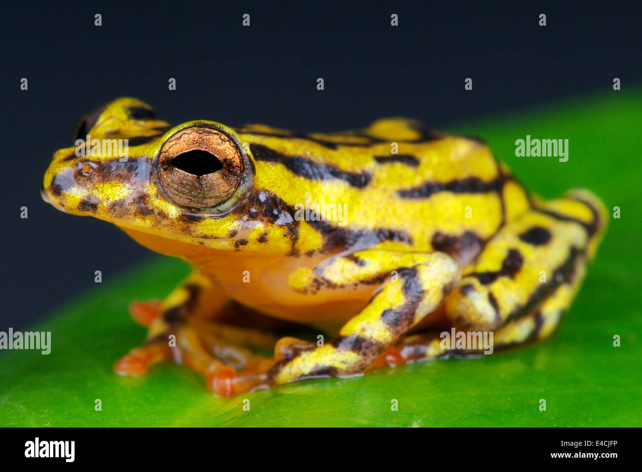 Reed-Frosch / Hyperolius sp. Stockfoto