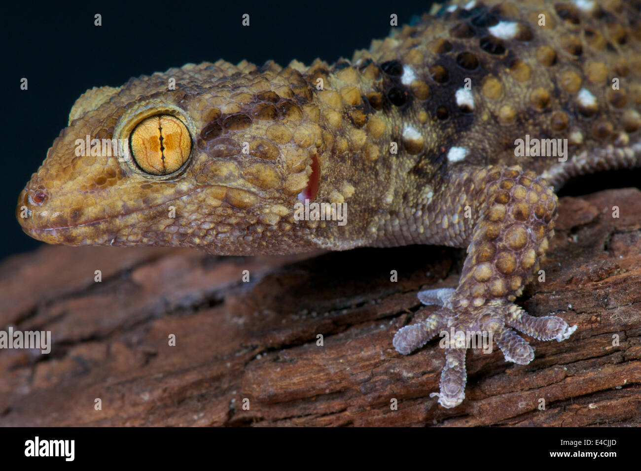 Dicken toed Gecko / Chondrodactylus Turneri Stockfoto