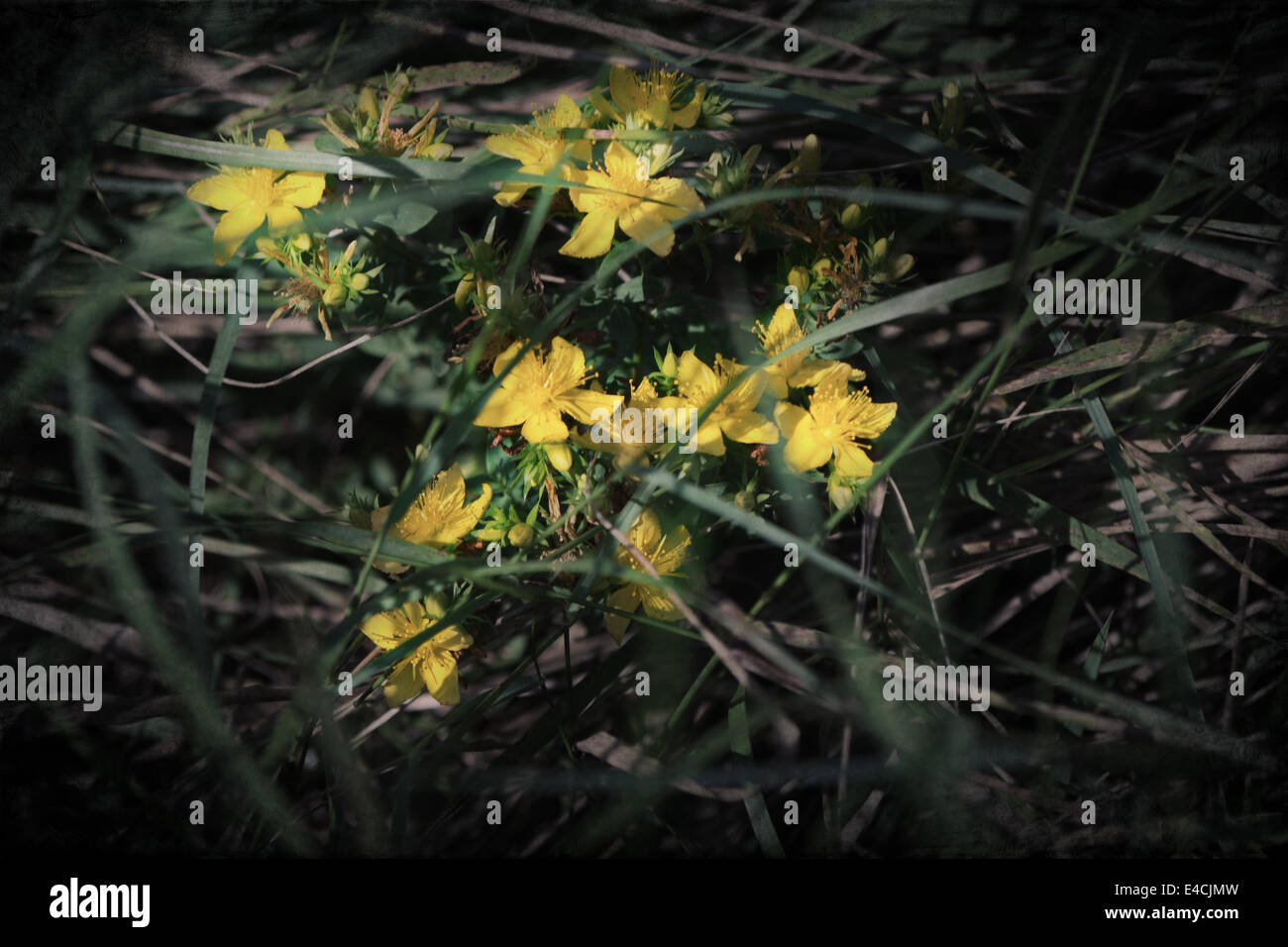 Johanniskraut (Hypericum Perforatum) Stockfoto