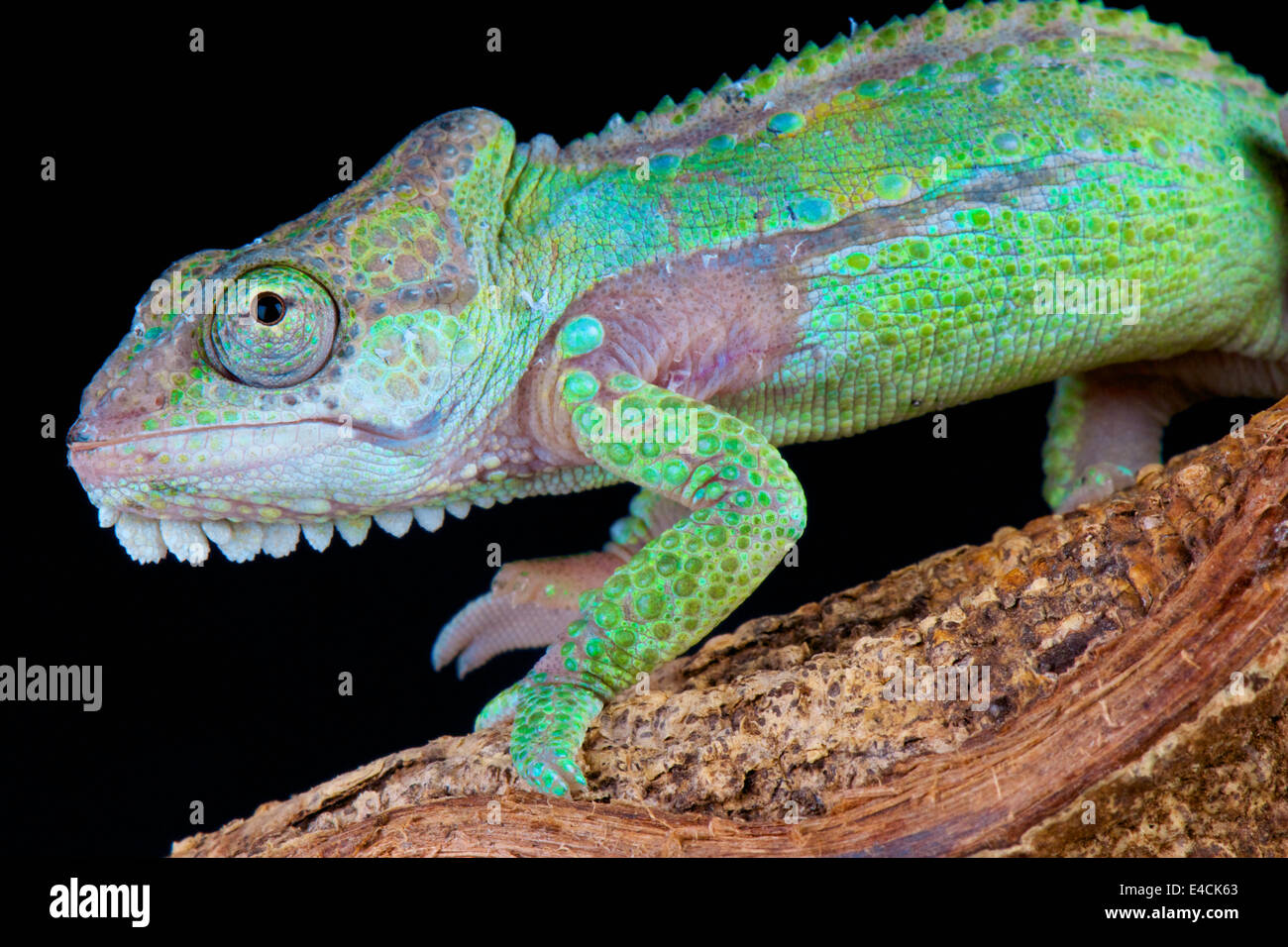 Knysne Zwerg Chamäleon / Bradypodion Damanarum Stockfoto