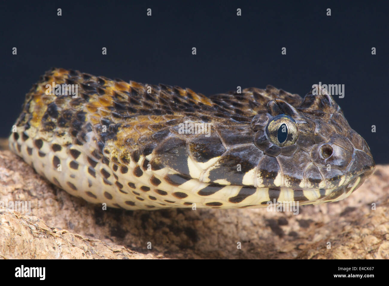 Rau-skaliert Tod Addierer / Acanthophis a Stockfoto