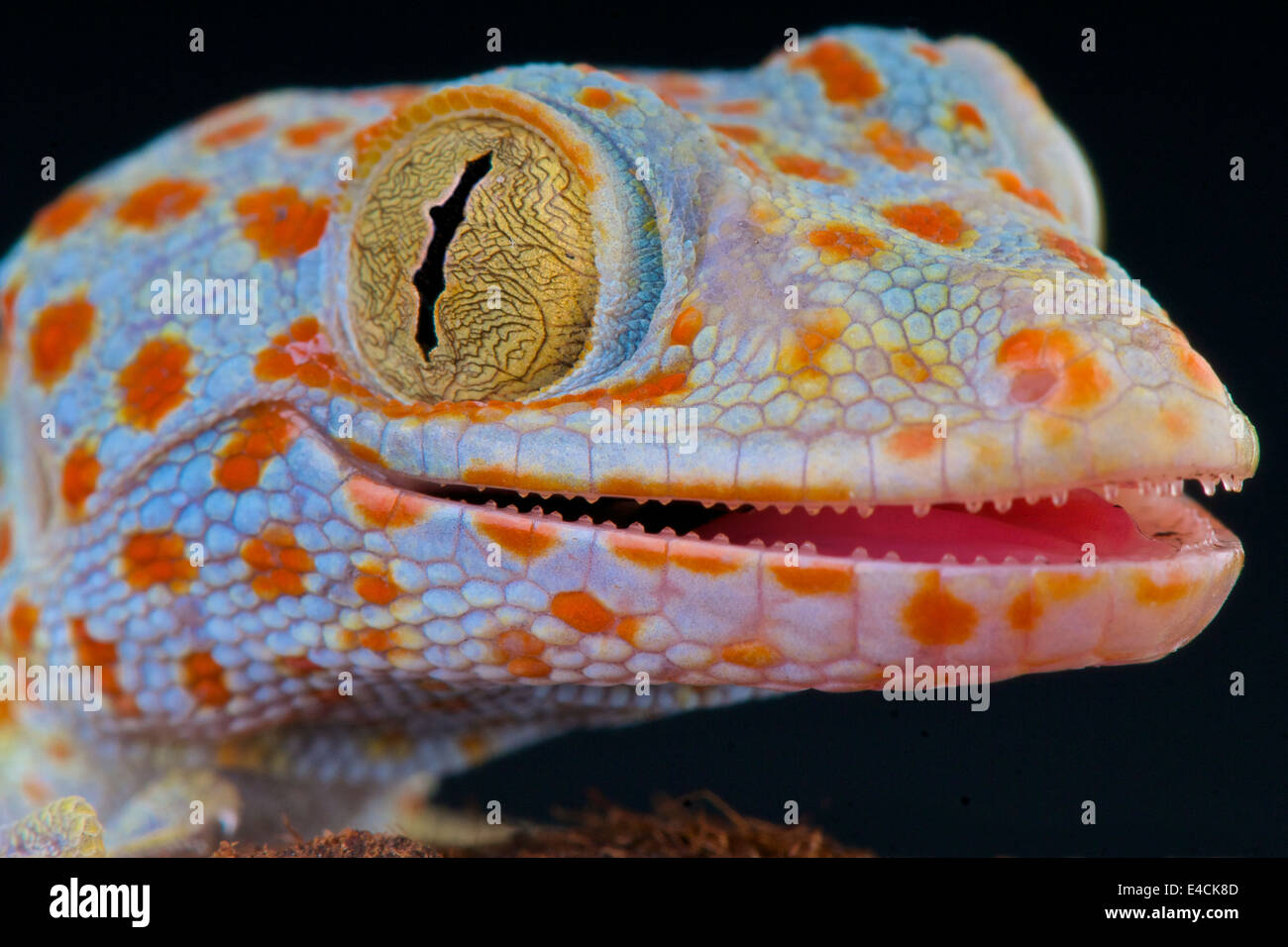 Tokay Gecko / Gekko Gecko Stockfoto