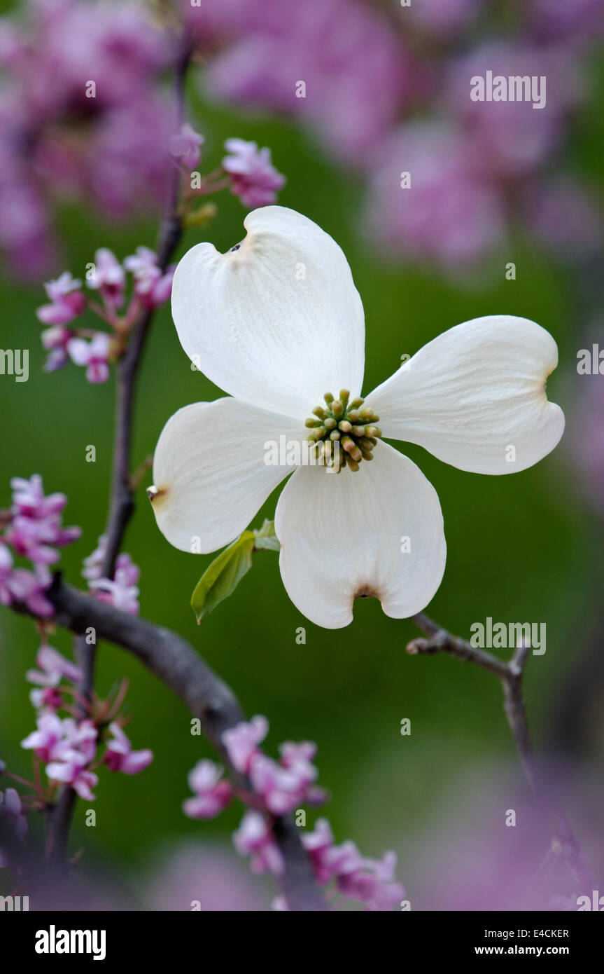 Hartriegel und Redbud Blüten Stockfoto