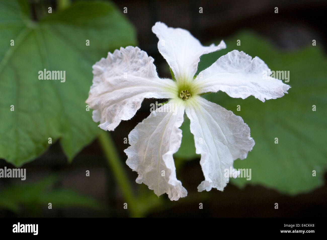 Lagenaria Siceraria Blume. Kalebasse oder Flaschenkürbis Blume. Stockfoto