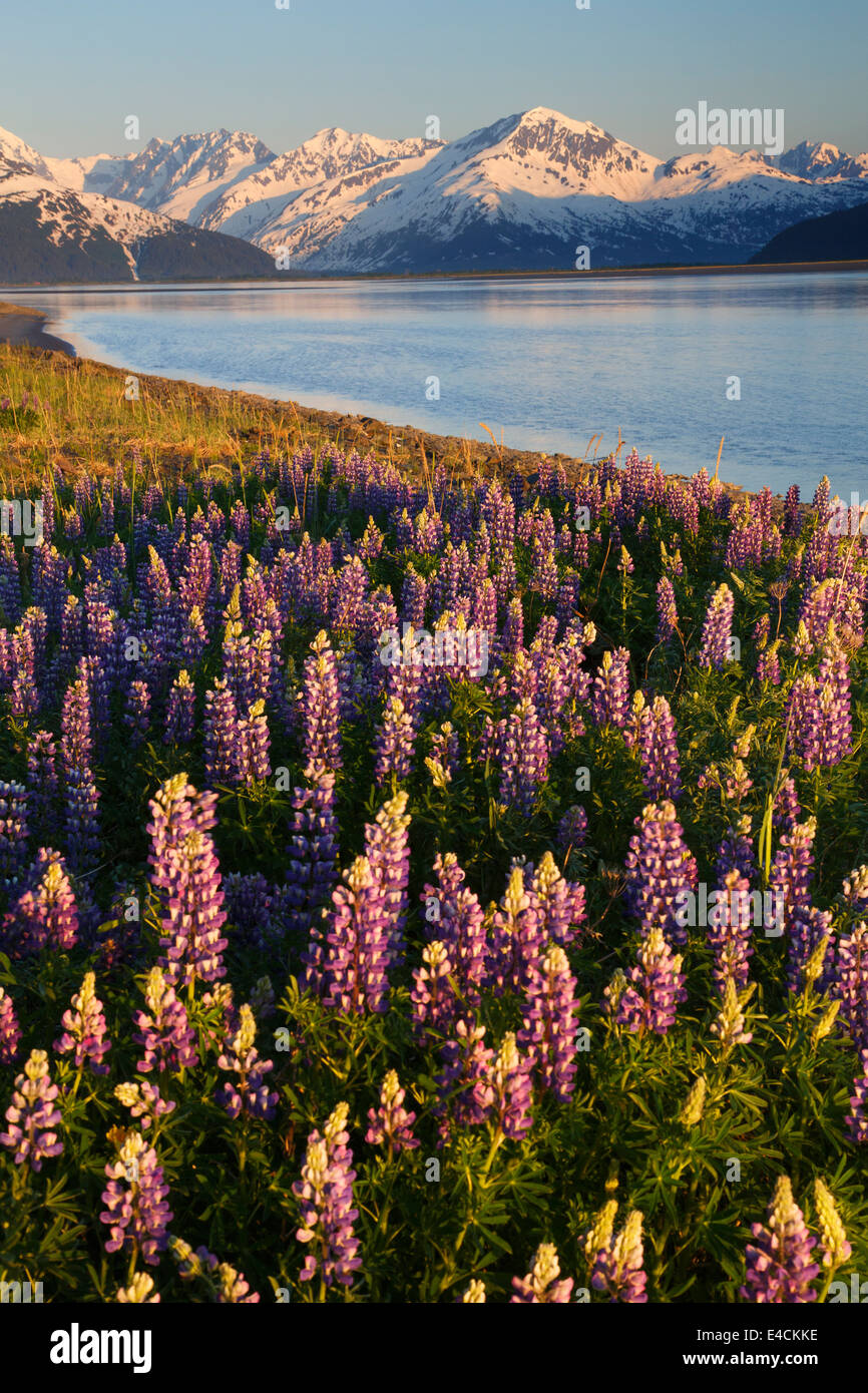 Ein Feld von Lupine entlang Turnagain Arm, Chugach National Forest, Alaska. Stockfoto