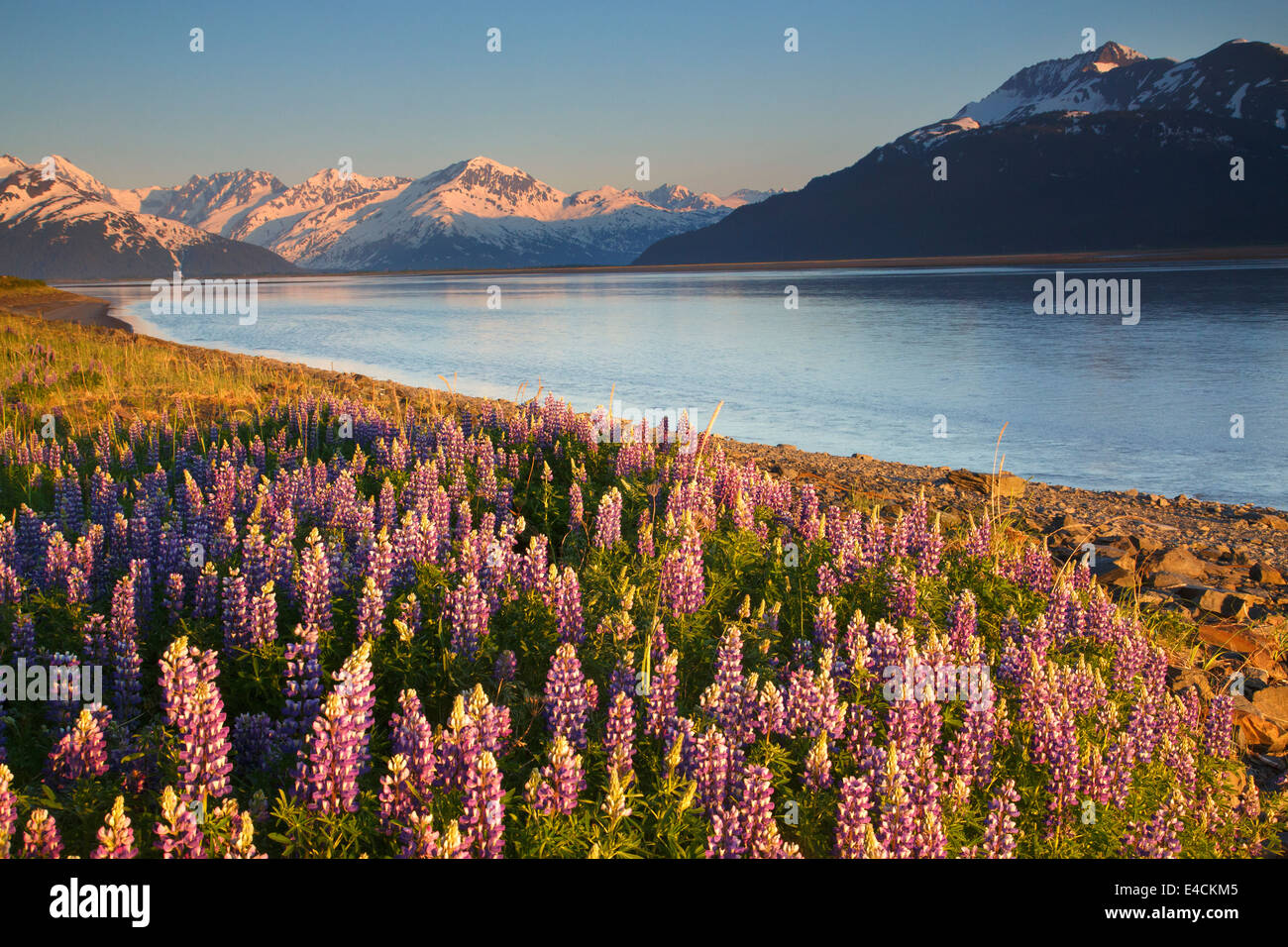 Ein Feld von Lupine entlang Turnagain Arm, Chugach National Forest, Alaska. Stockfoto