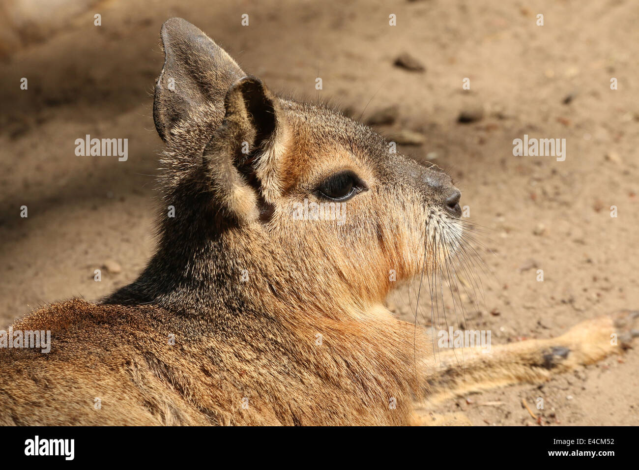 Nahaufnahme des Kopfes & oberen Körpers eines patagonischen Mara (Dolichotis Patagonum) aka patagonischen Cavia oder Dillaby in Amersfoort zoo Stockfoto