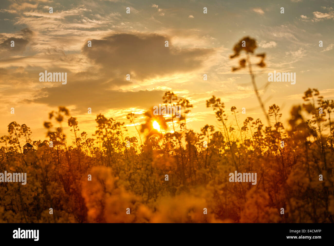 Raps-Feld bei Sonnenuntergang, Toskana, Italien Stockfoto