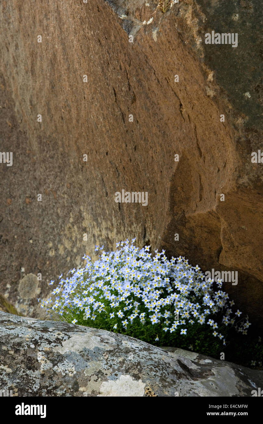 Bluets wachsen inmitten von Felsen auf der Little Pigeon River im Nationalpark Great Smoky Mountains in Tennessee Stockfoto