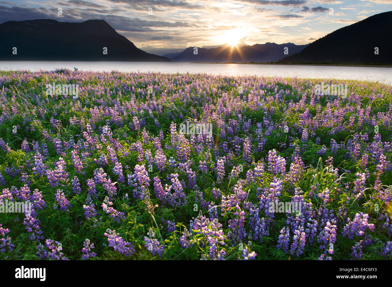 Bereich der Lupine Wildblumen entlang Turnagain Arm, Chugach National Forest, Alaska. Stockfoto