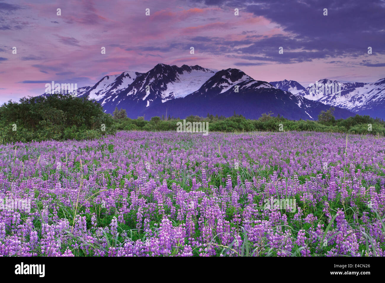 Bereich der Lupine Wildblumen entlang Turnagain Arm, Chugach National Forest, Alaska. Stockfoto