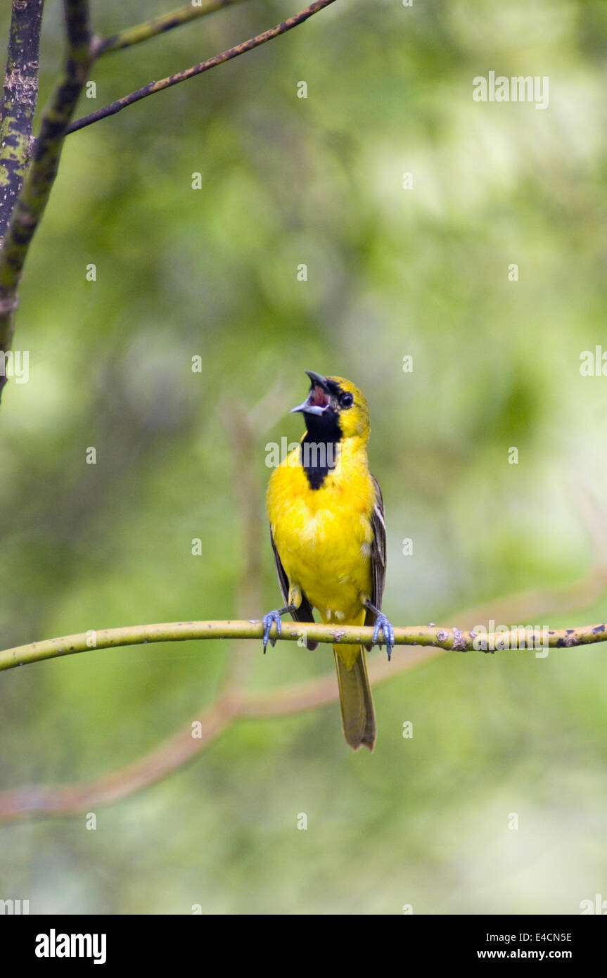Juvenile Männchen Obstgarten Pirol singen Stockfoto