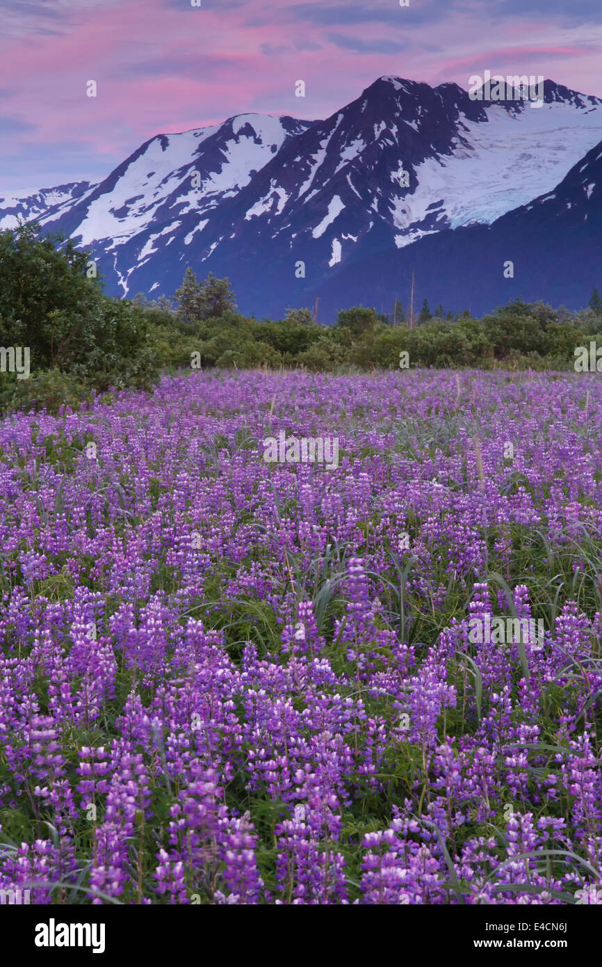 Bereich der Lupine Wildblumen entlang Turnagain Arm, Chugach National Forest, Alaska. Stockfoto