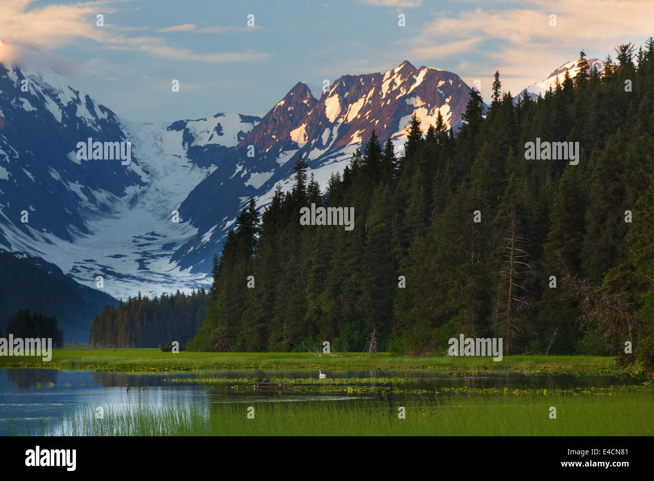 Schwan auf Teichen entlang den Seward Highway, Chugach National Forest, Alaska. Stockfoto