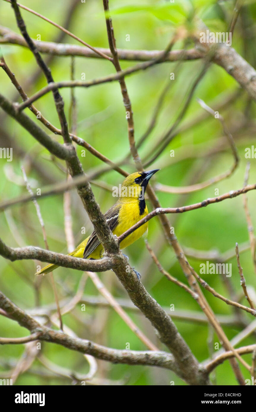 Juvenile Männchen Obstgarten Oriole Stockfoto