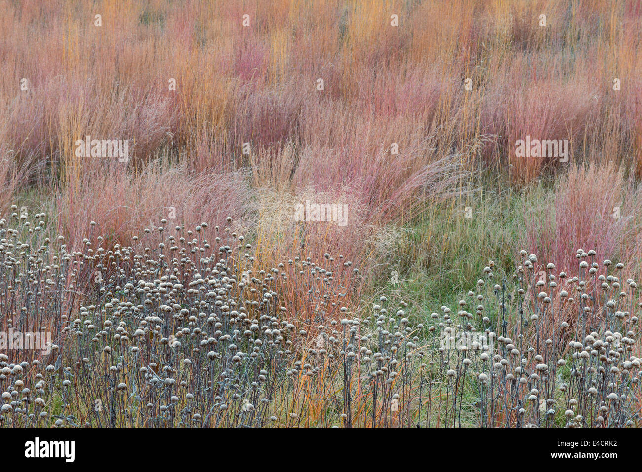 Frost deckt diese Samenköpfe in eine Eiche Savanne in Stony Creek Metropark, Michigan, USA. Stockfoto