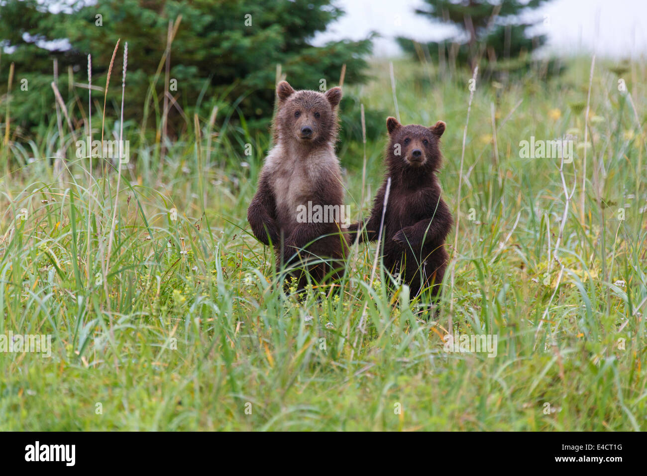 Ein Pari braun oder Grizzly Bear Cubs, Lake-Clark-Nationalpark, Alaska. Stockfoto