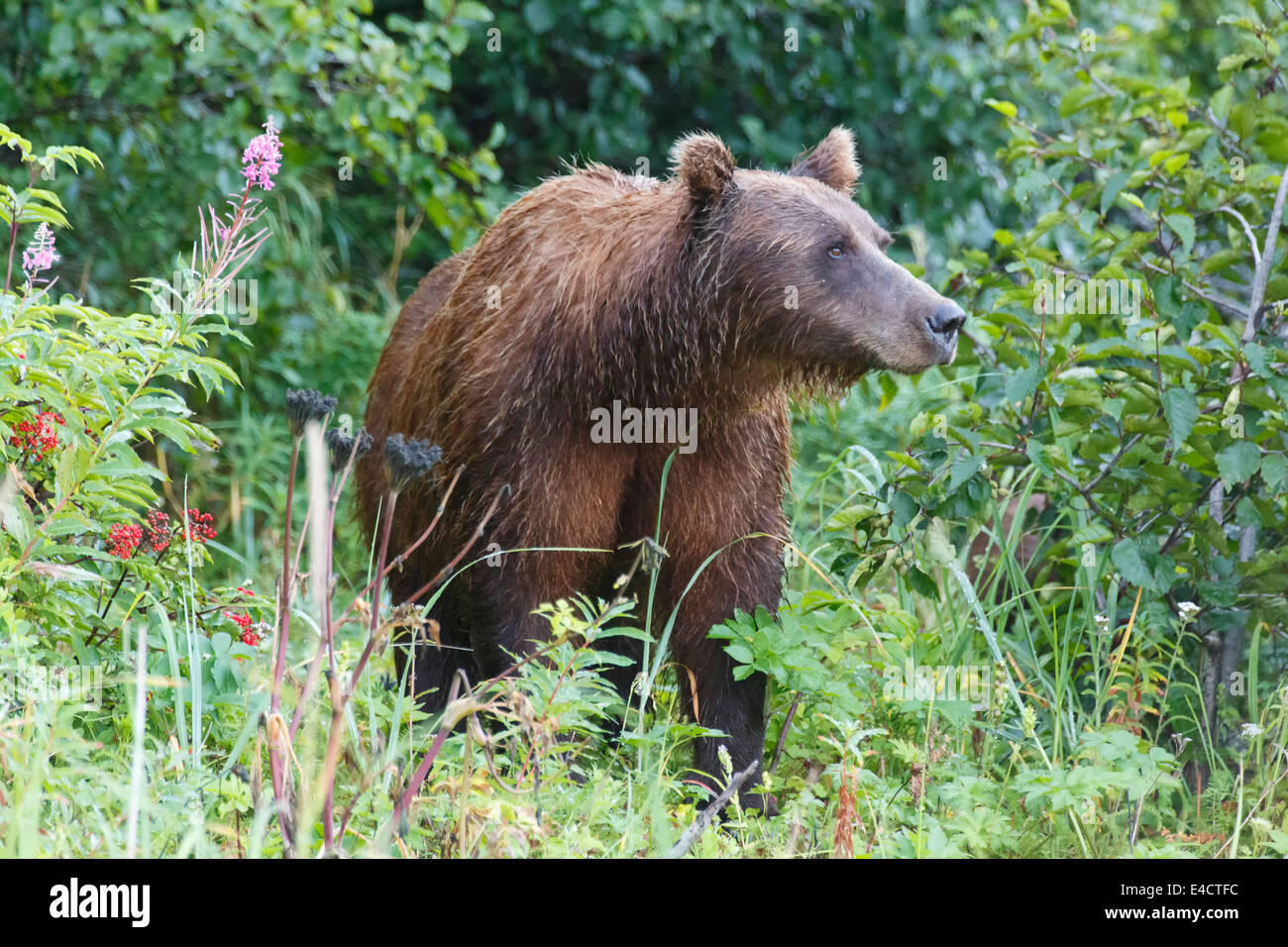 Eine braune oder Grizzly Bear, Lake-Clark-Nationalpark, Alaska. Stockfoto