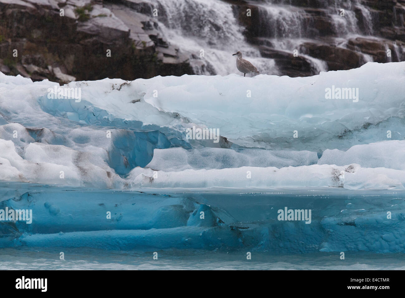Möve auf Eisberg im Prinz-William-Sund, Chugach National Forest, Alaska. Stockfoto