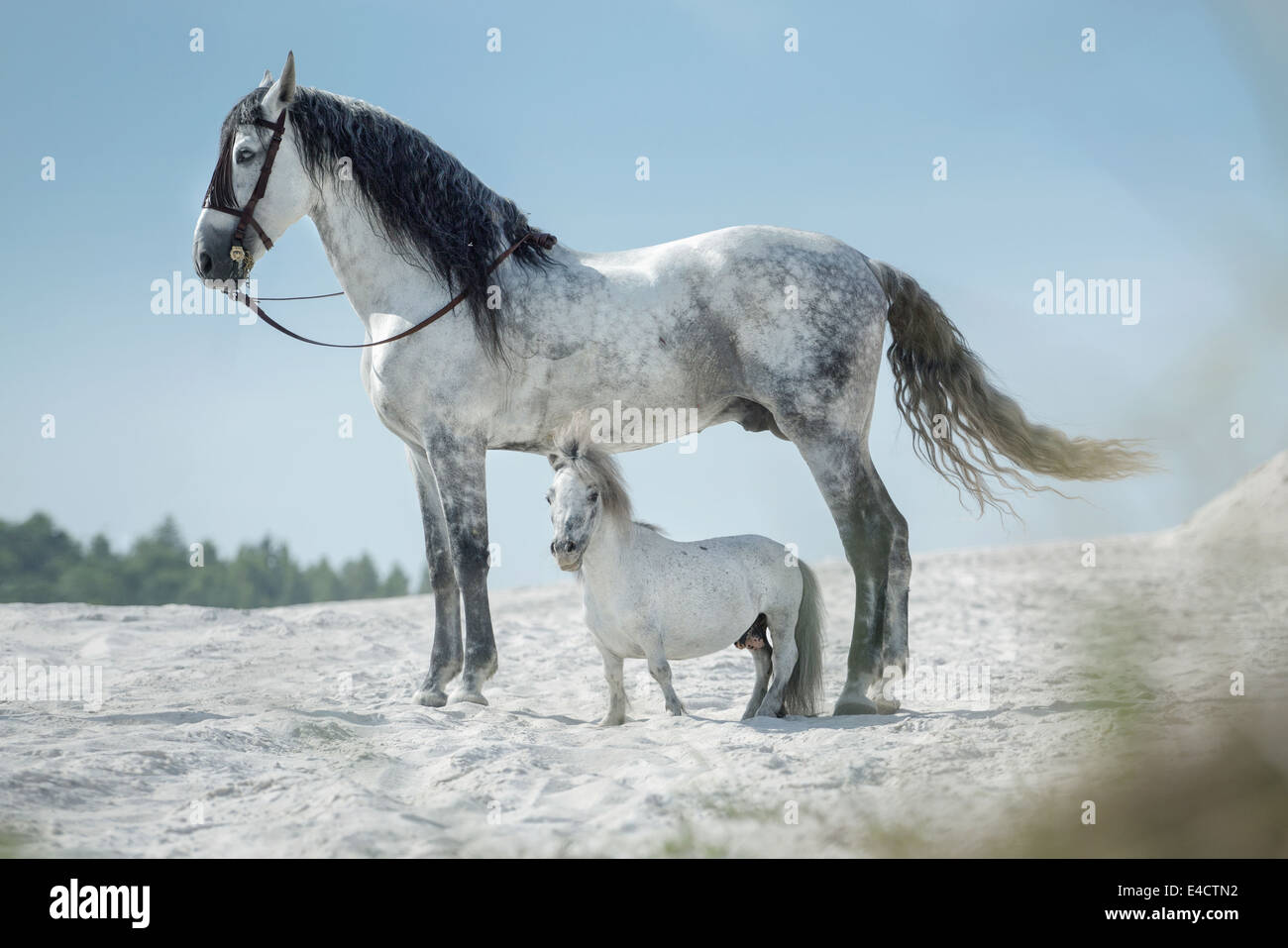 Zwei wunderschöne Pferde ruhen auf der riesigen Wüste Stockfoto