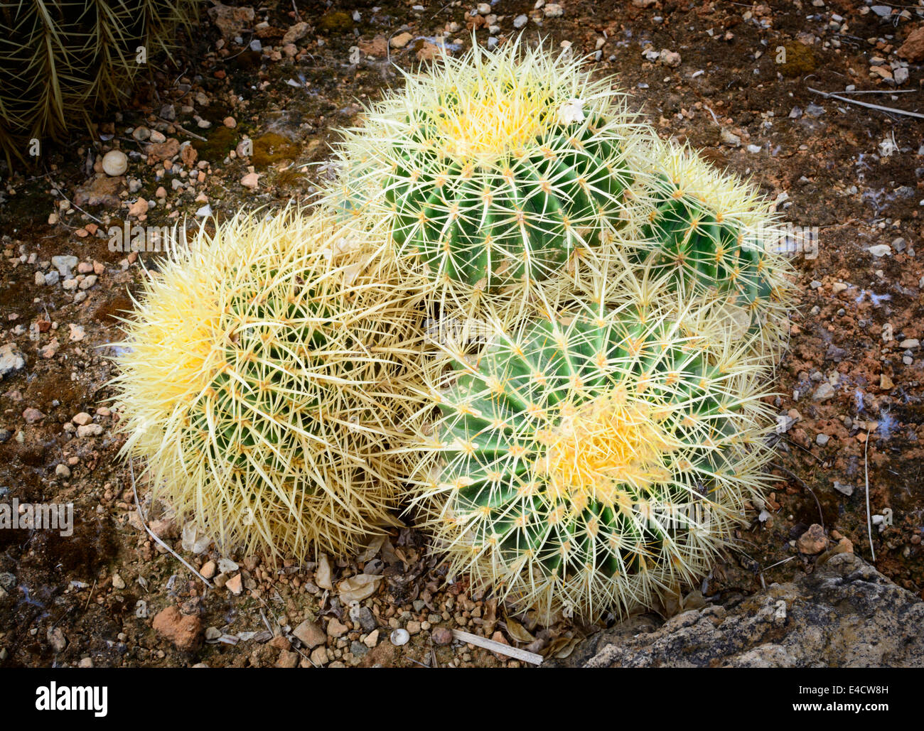 Kleines Kissen wie Kakteen in einem Garten, Mallorca, Mallorca, Balearen, Spanien. Stockfoto