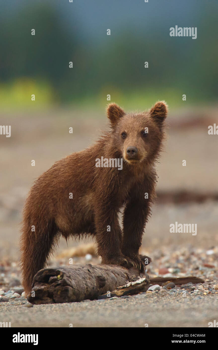 Ein braun oder Grizzly Bear Cub, Lake-Clark-Nationalpark, Alaska. Stockfoto