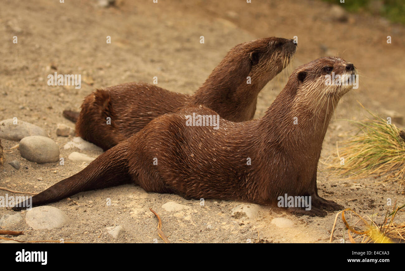 Ein paar der afrikanischen Clawless Otter im Ruhezustand. Stockfoto