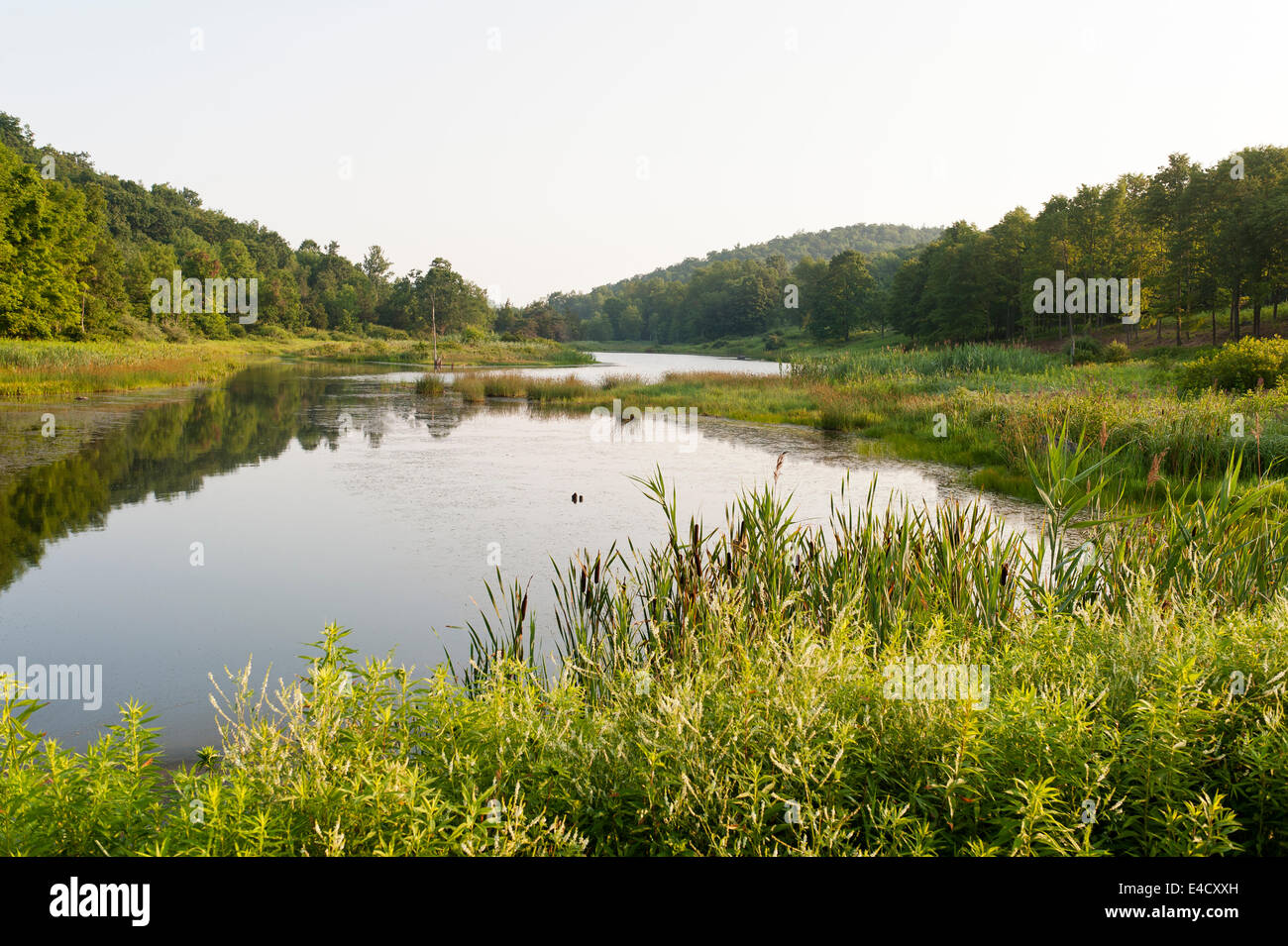 Großer Teich und Wald im Bundesstaat New York Stockfoto