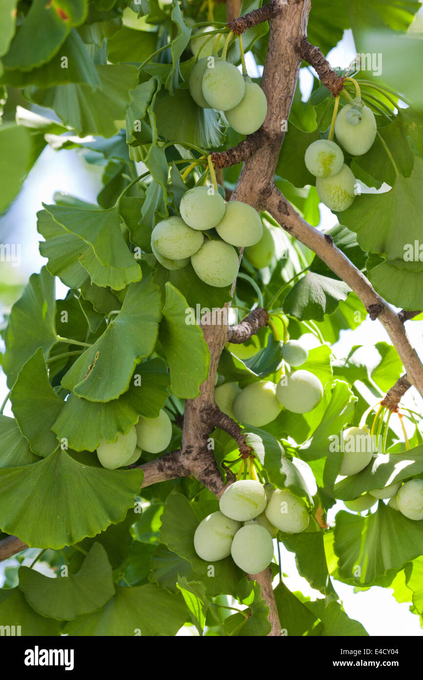 Grüne Ginkgo Samenanlagen und Blätter (Ginkgo Biloba) - USA ...