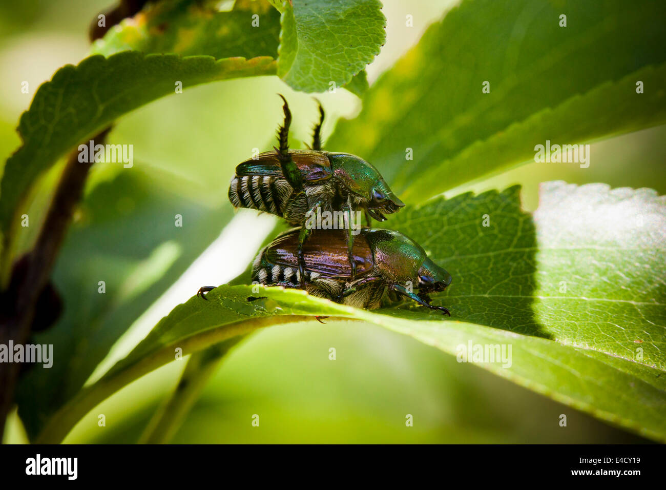 Paar japanische Käfer Paarung (Popillia Japonica) - Virginia, USA Stockfoto