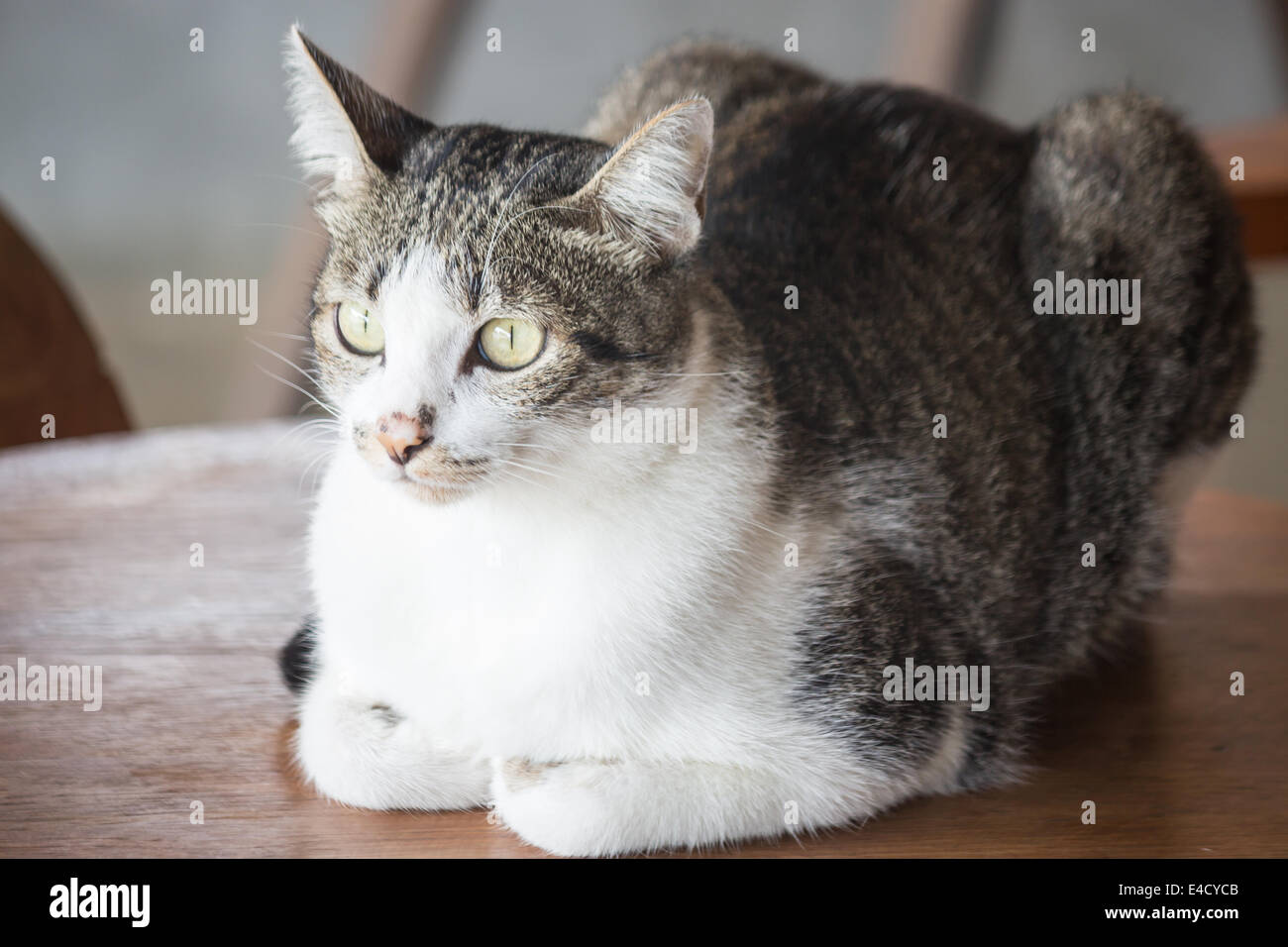 Siamesische Katze sitzt auf einem Holztisch, Fotoarchiv Stockfoto