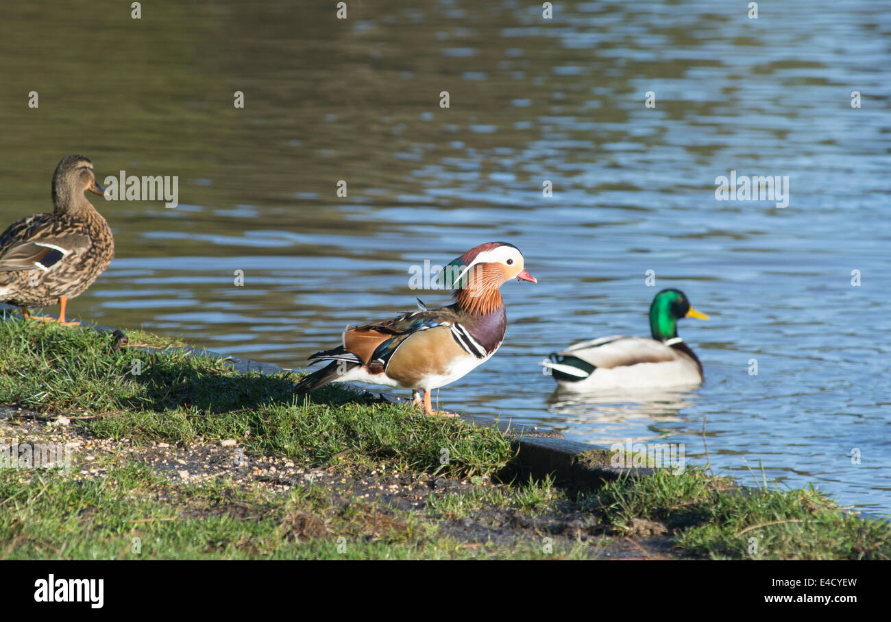 Mandarinenten in der Forest of Dean Stockfoto