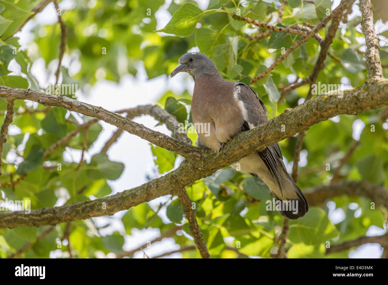 Ringeltaube (Columba Palumbus), thront junger Vogel auf einem Ast, Seewinkel, Burgenland, Österreich Stockfoto