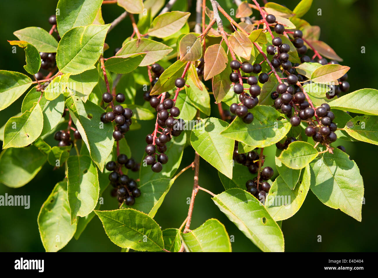 Gemeinsamen Hartriegel (Cornus sanguineaund), Blätter und Früchte, Thüringen, Deutschland Stockfoto