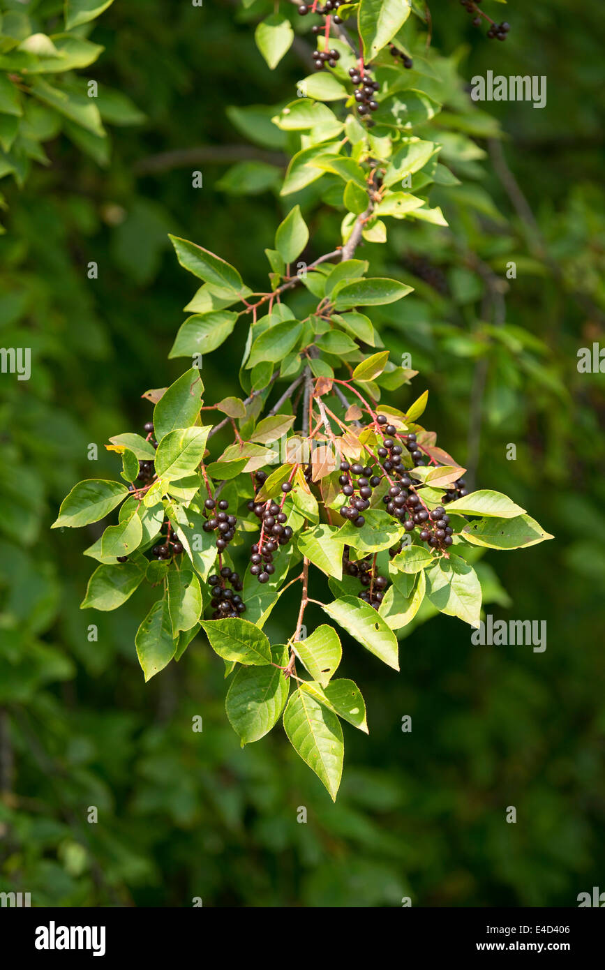 Gemeinsamen Hartriegel (Cornus sanguineaund), Blätter und Früchte, Thüringen, Deutschland Stockfoto