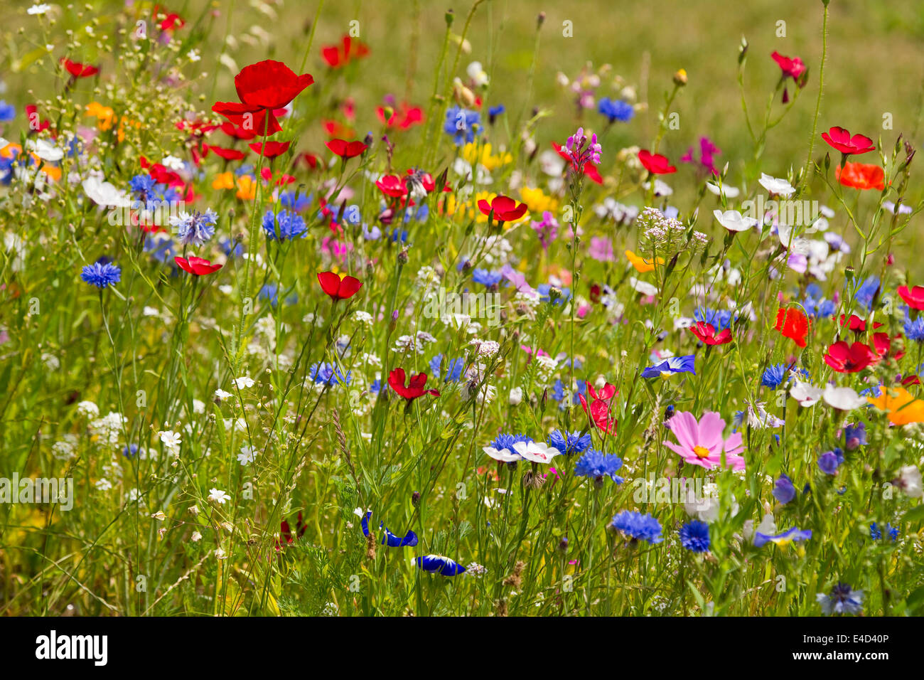 Bunte Blumenwiese, Niedersachsen, Deutschland Stockfoto