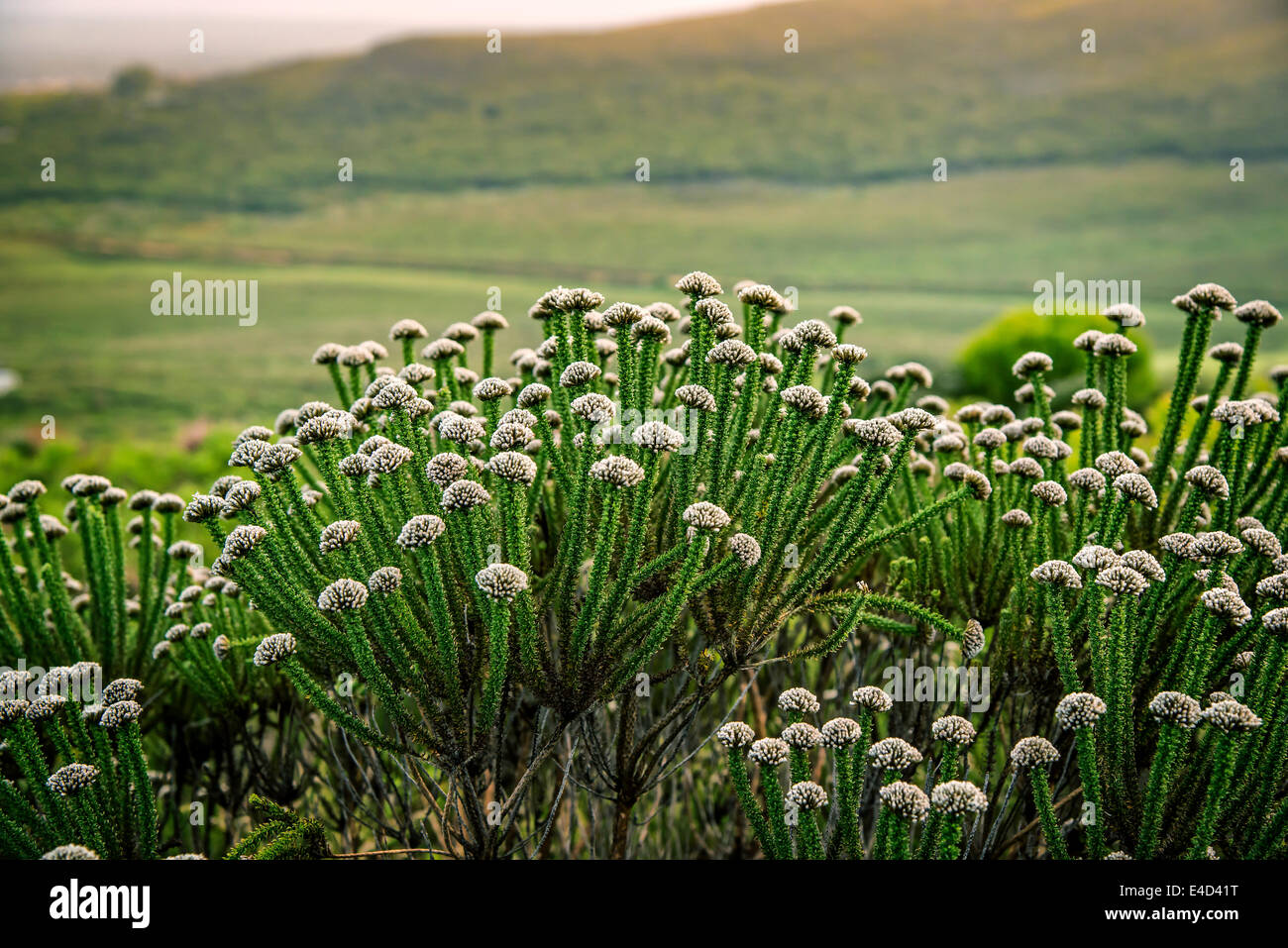 Fynbos, Heide Vegetation, Grootbos, Gansbay, Western Cape, Südafrika Stockfoto