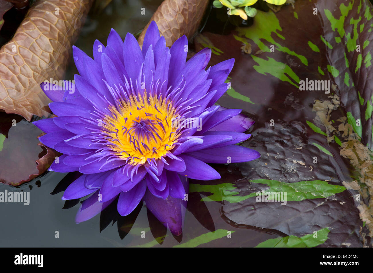 Blume des Cape blaue Seerose (Nymphaea Capensis), Bayern, Deutschland Stockfoto