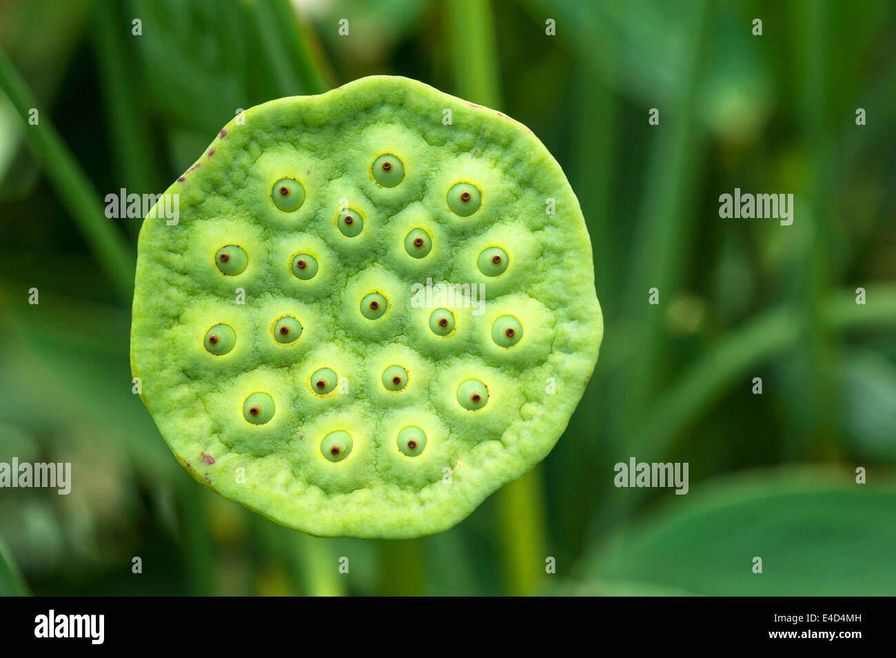 Samenkapsel der Lotusblume (Nelumbo), Bayern, Deutschland Stockfoto