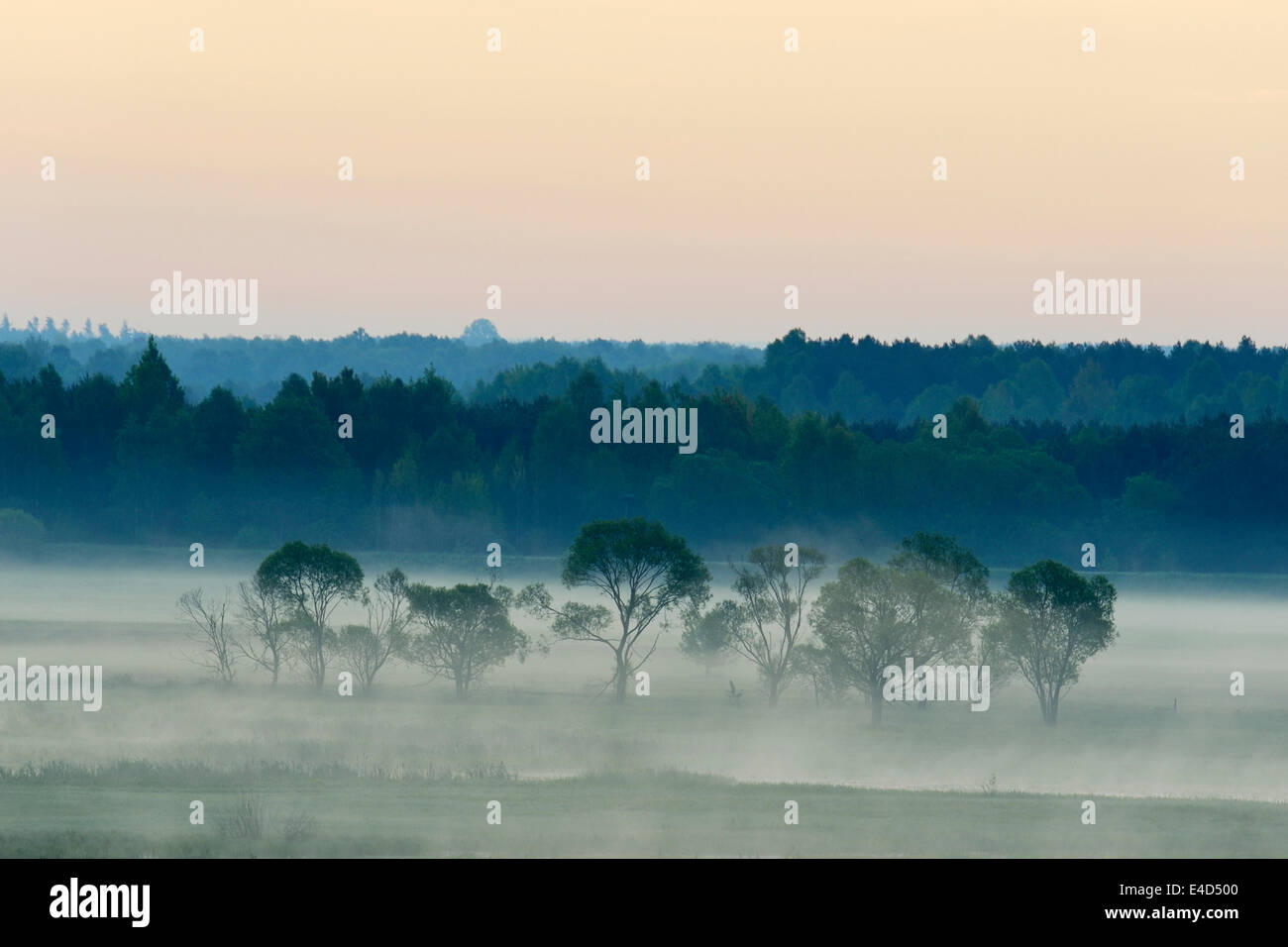 Landschaft in Morgen Nebel, Nationalpark Biebrza-Flusstal, Podlaskie Voivodeship, Polen Stockfoto