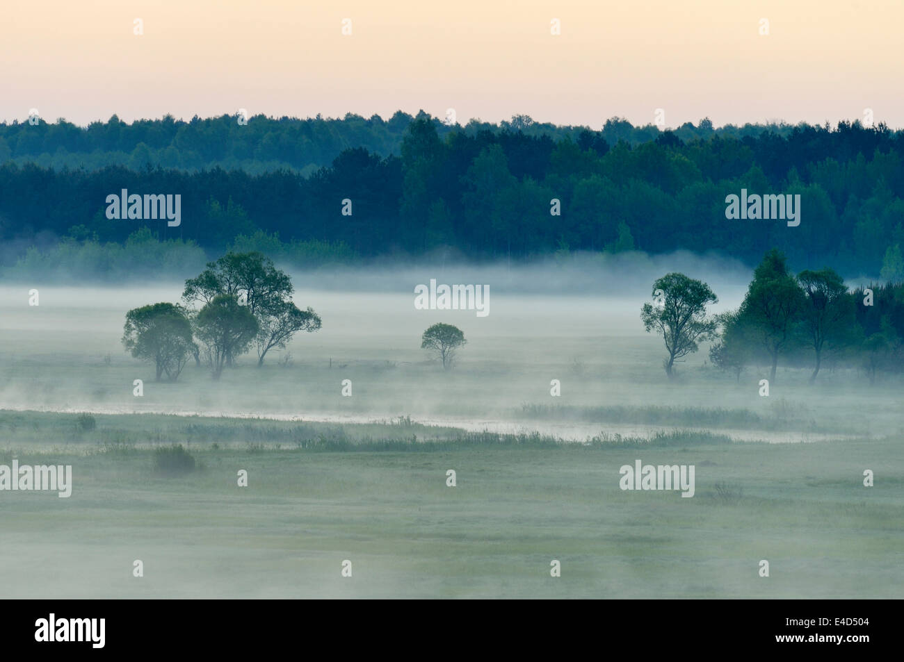 Landschaft in Morgen Nebel, Nationalpark Biebrza-Flusstal, Podlaskie Voivodeship, Polen Stockfoto