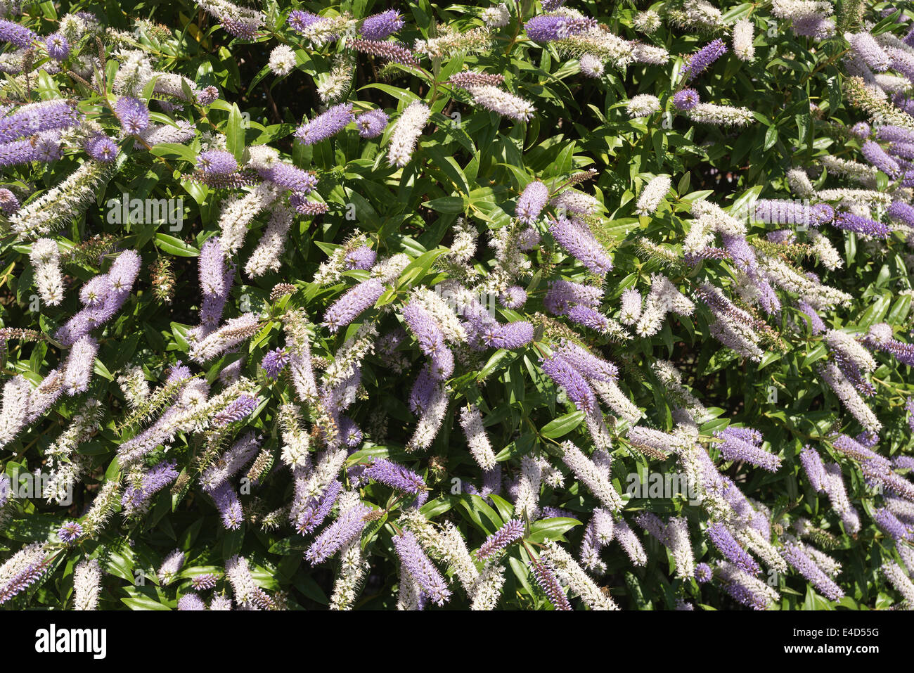 Mittsommer Schönheit Veronica Hebe Marjorie immergrüner Strauch mit zarten Tönen von lila Flieder lila, weiße Blüten Stockfoto