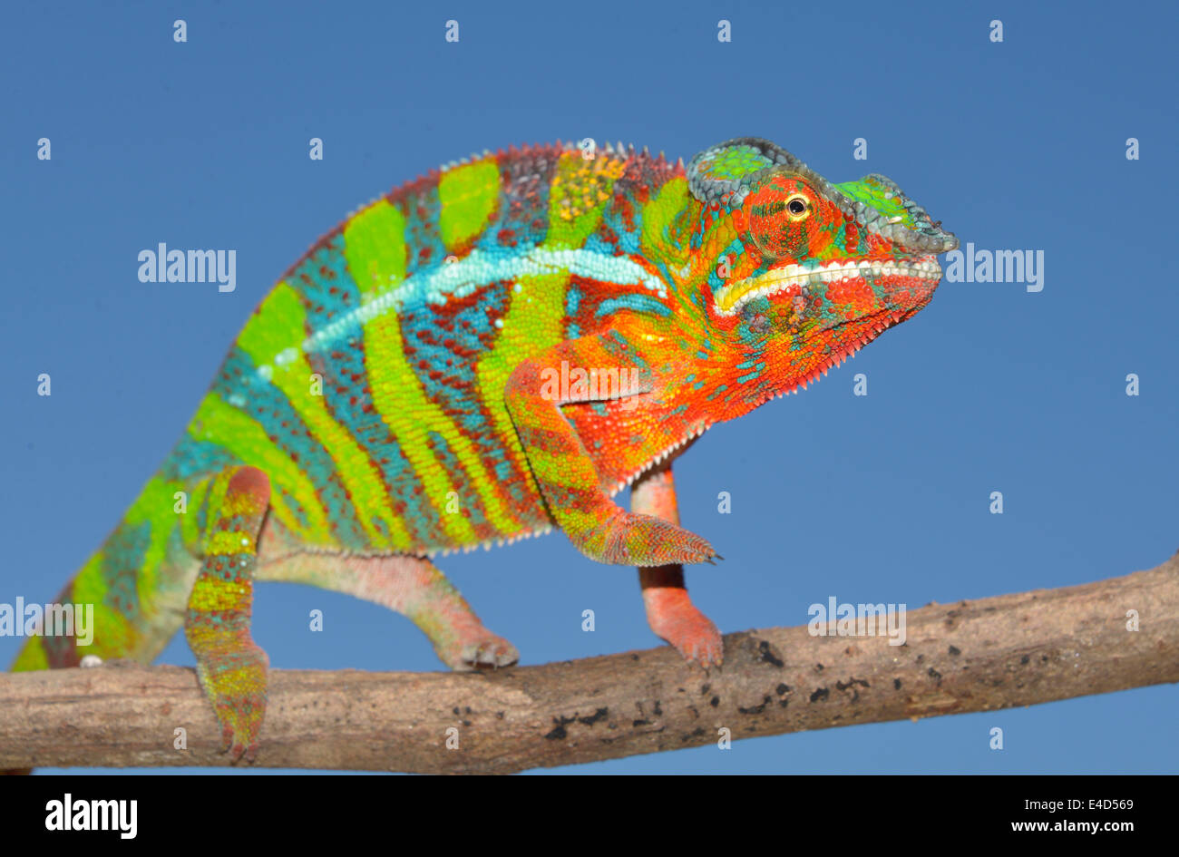 Pantherchamäleon (Furcifer Pardalis), Ambilobe, Madagaskar Stockfoto
