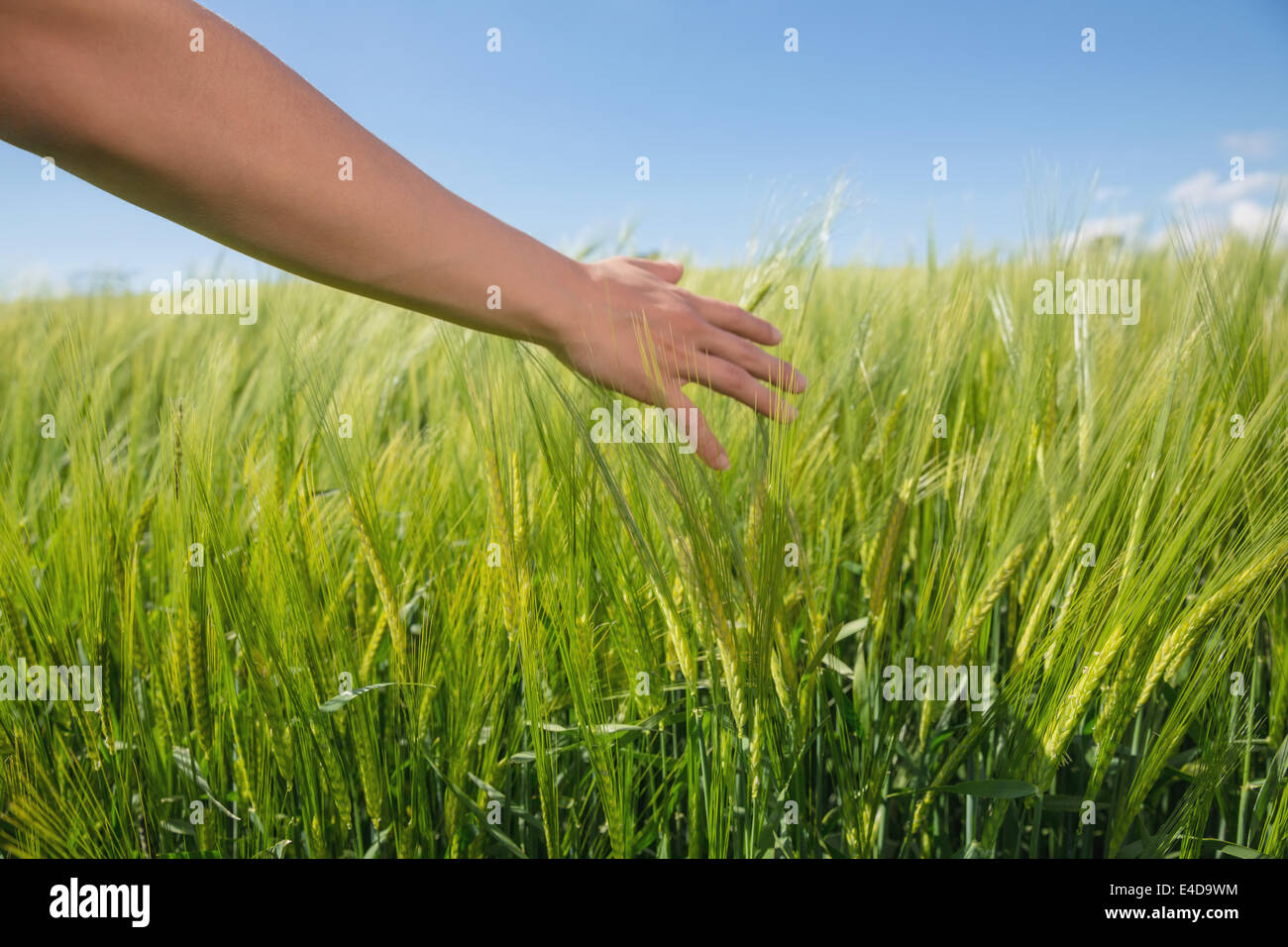 Womans Hand berühren Weizen im Feld Stockfoto