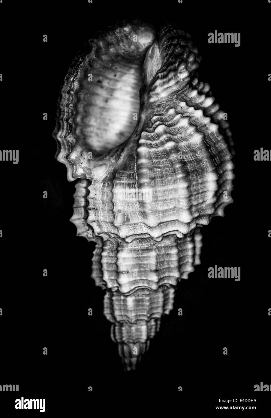 Monochrome Muschel auf schwarzem Hintergrund. Stockfoto