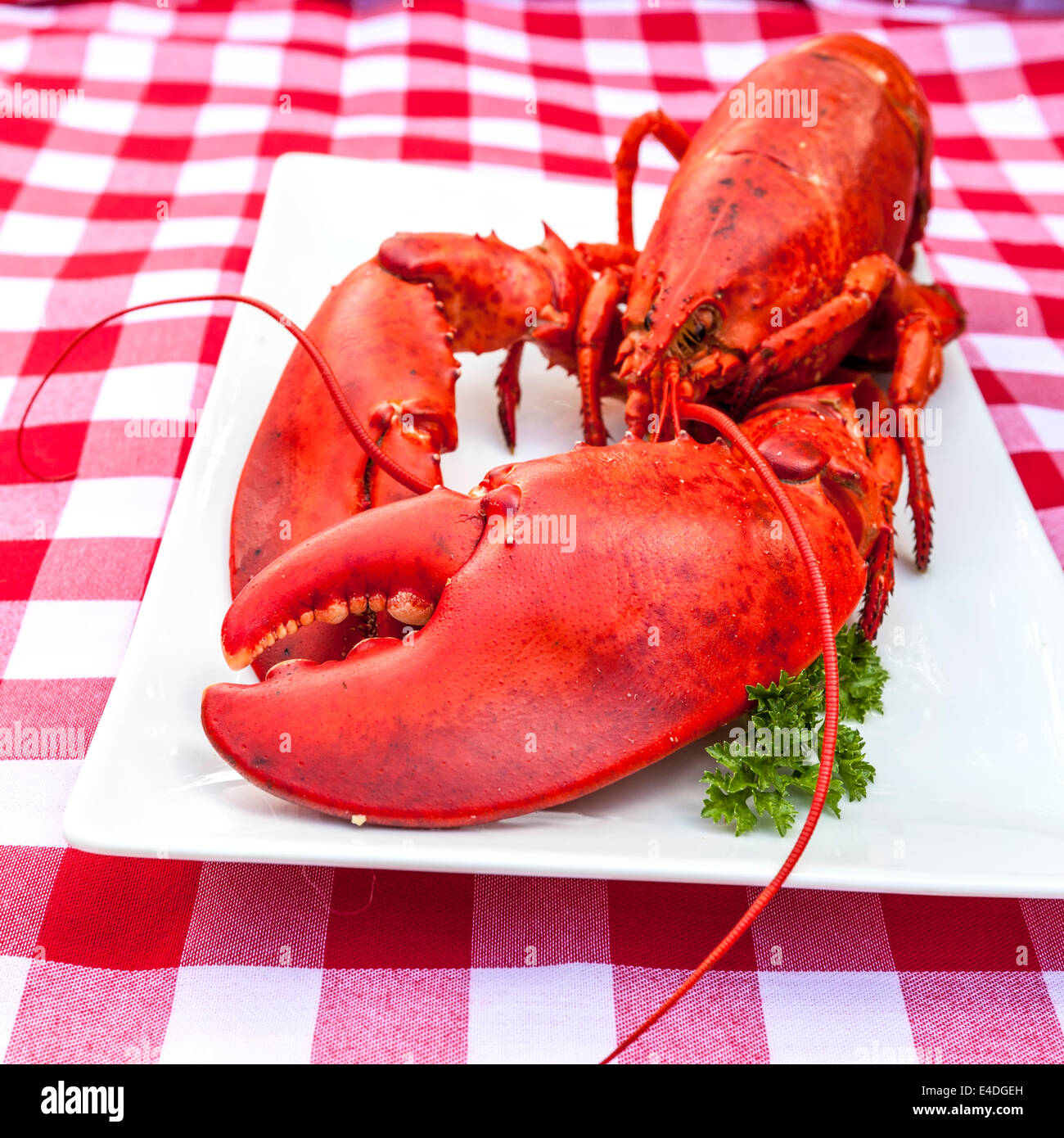 Frisch gekochter Hummer auf einer Platte anrichten. Stockfoto